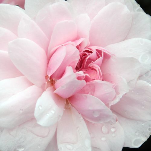 Rosa Ausorts - trandafir cu parfum discret - Trandafir copac cu trunchi înalt - cu flori în buchet - roz - David Austin - coroană curgătoare - ,-